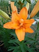 [4012 Orange Twin No02.JPG]